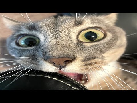 Funny Animal Videos 2022 😂 – Funniest Cats And Dogs Video 😺😍
