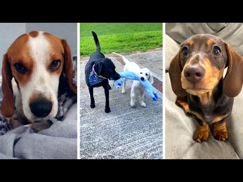 Best Compilation of Funny & Cute DOG Videos! 🐶🐕