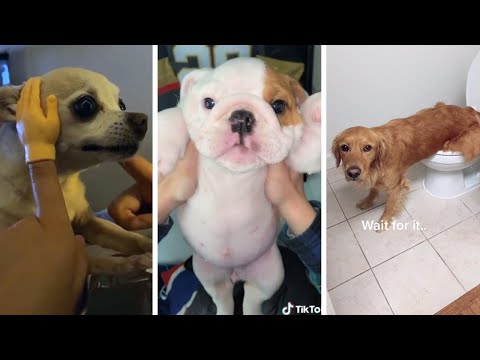 Funny Dogs: The Ultimate Compilation 🐶