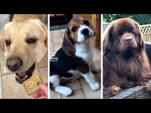 The Ultimate Funny Dogs Compilation 🐶