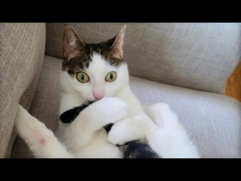 Funny animals – Funny cats / dogs – Funny animal videos 219