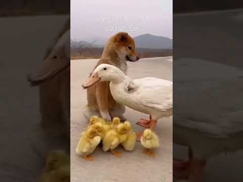 cute dog video | cute funny dogs videos | baby dog video | #shorts #viral #tiktok #dog #baby