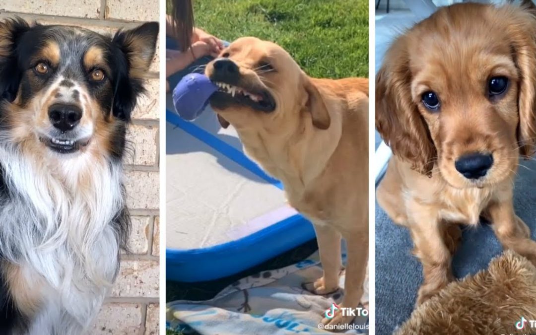 The Funniest DOG Videos 🐶 You’ll Be Howling With Laughter!