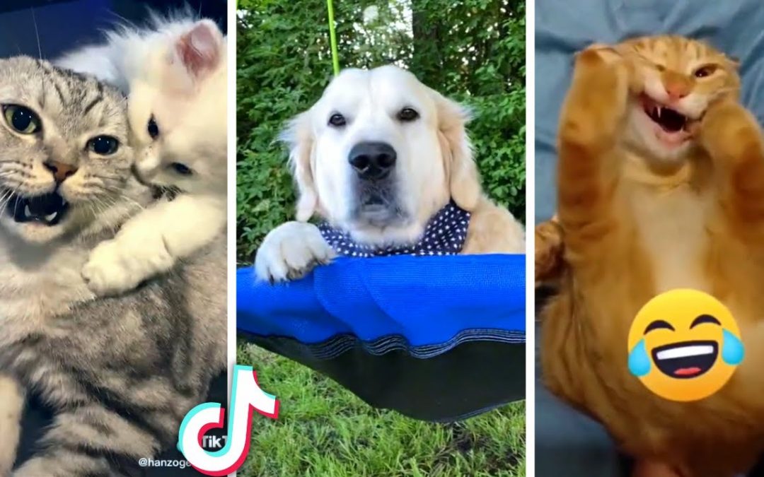 Ultimate Compilation of Funny PETS & Cute ANIMAL Videos!! 🐶