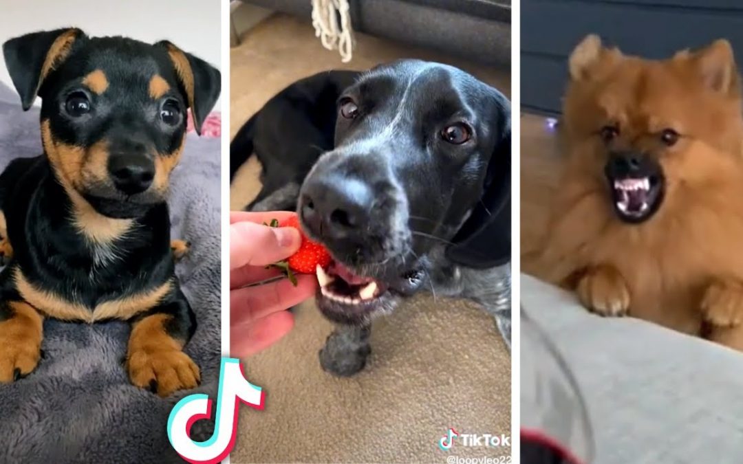 Funniest and Cutest DOGS Compilation 🥰🐶