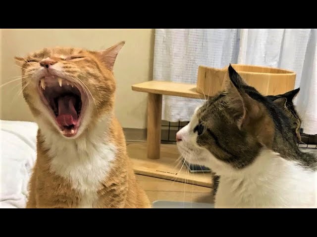 Funny animals – Funny cats / dogs – Funny animal videos 216