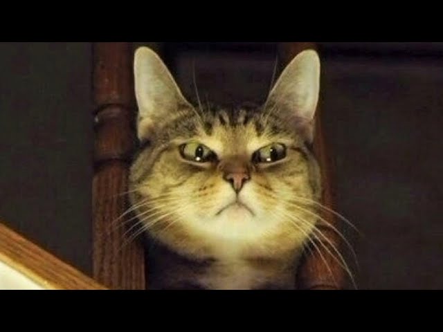 Funny animals – Funny cats / dogs – Funny animal videos 221