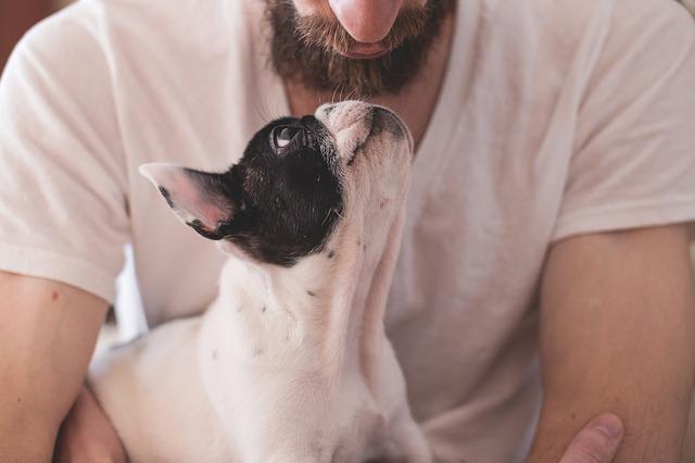 Tips To Train And Bond With Your Dog