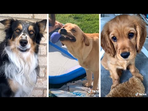The Funniest DOG Videos 🐶 You'll Be Howling With Laughter!