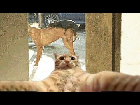 😹 You Definitely Laugh, I Believe In It 😇 – Funniest Dogs And Cats Expression Video 😇
