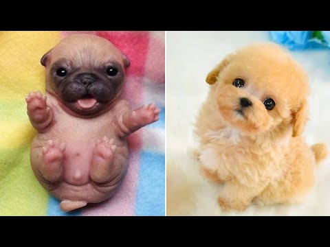 Baby Dogs 🔴 Cute and Funny Dog Videos Compilation #39 | 30 Minutes of Funny Puppy Videos 2022