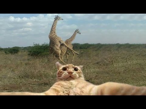 🤣Try not to laugh animals – Funniest Cats And Dogs Videos🐶 #2