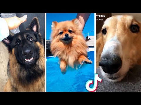 Best Compilation of Funny DOGS & Cute PUPPIES! 🐶🐶