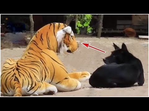 Rebellious Animals 😬😬 || Funny Dog and Cat Reaction Video #65