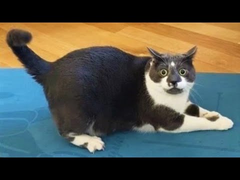 Funny animals – Funny cats / dogs – Funny animal videos 232