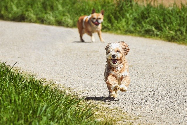 Dog Training Will Civilize Your Animal And Make Them Your Companion