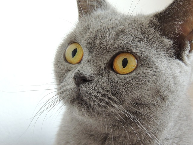 Don’t Feel Lost When Caring For Your Cat. Follow These Tips!