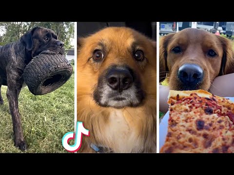 Best DOG Videos Ever!! 🐶 (Compilation of Funniest PUPPIES) 🐶