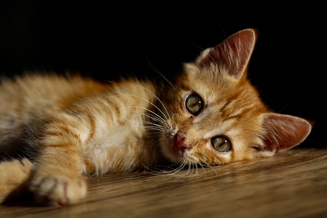 Having Difficulties Understanding Your Cat? These Tips Can Help!