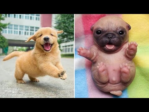 Baby Dogs 🔴 Cute and Funny Dog Videos Compilation #36 | 30 Minutes of Funny Puppy Videos 2022