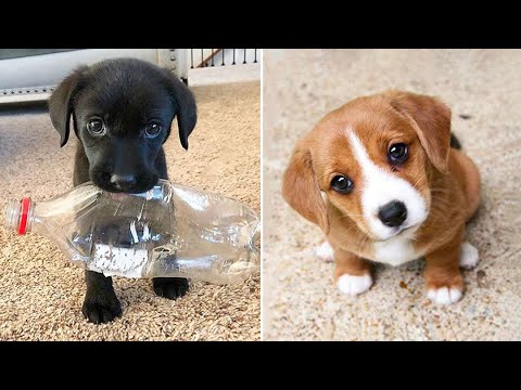 Baby Dogs 🔴 Cute and Funny Dog Videos Compilation #37 | 30 Minutes of Funny Puppy Videos 2022
