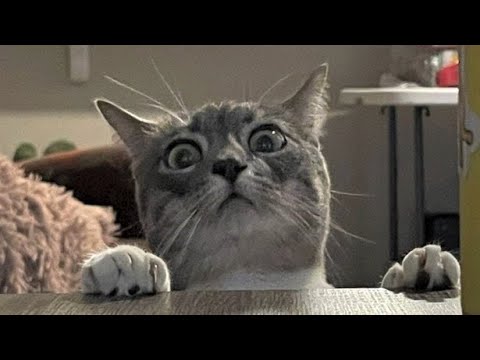 Funny animals – Funny cats / dogs – Funny animal videos 231