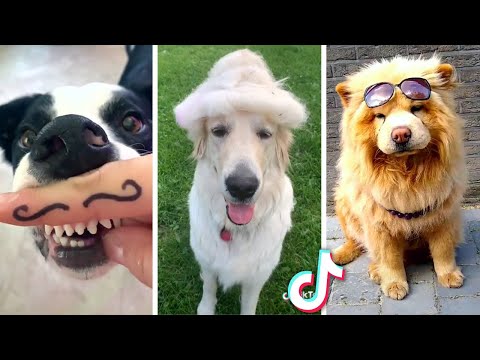 Funny DOGS That Will Make You Laugh All Day! 🐕🥰