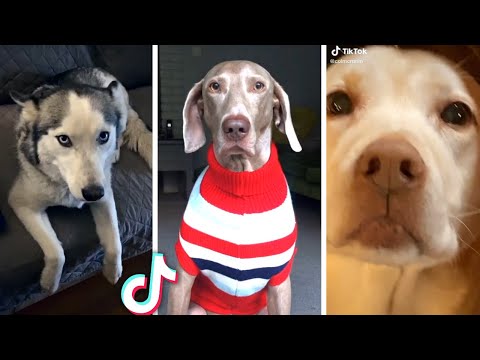 Most Viral DOGS on the Internet! 🐶 Funny Dogs Compilation! 🐶