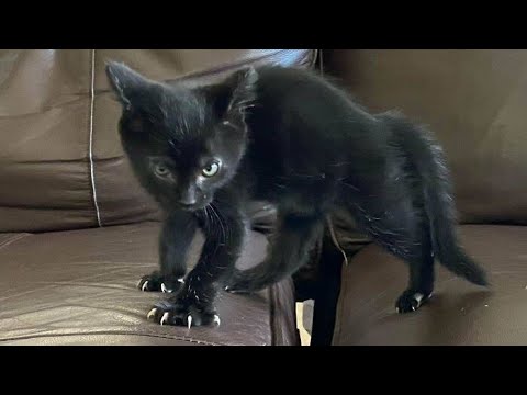 Funny animals – Funny cats / dogs – Funny animal videos 225