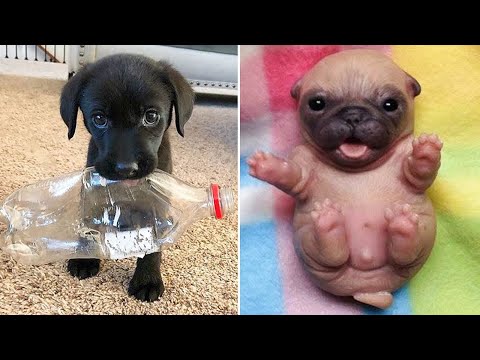 Baby Dogs 🔴 Cute and Funny Dog Videos Compilation #34 | 30 Minutes of Funny Puppy Videos 2022
