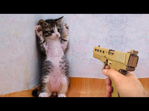 Best Funny Animal Videos Of The 2022 🤣 – Funniest Cats And Dogs Videos 😺😍