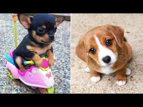 Baby Dogs 🔴 Cute and Funny Dog Videos Compilation #35 | 30 Minutes of Funny Puppy Videos 2022
