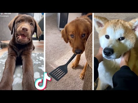 Best Compilation of Funny & Cute DOG Videos! 🐶🐶