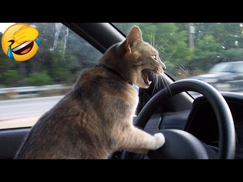 Best Funny Animal Videos Of The 2022 🤣 – Funniest Cats And Dogs Videos 😺😍