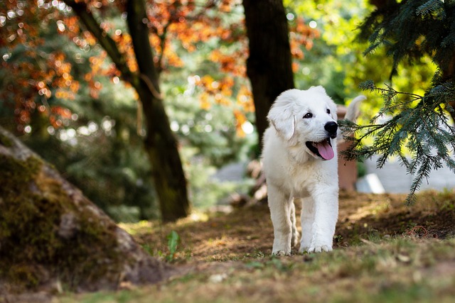 Make Man’s Best Friend Listen To The Man In Charge