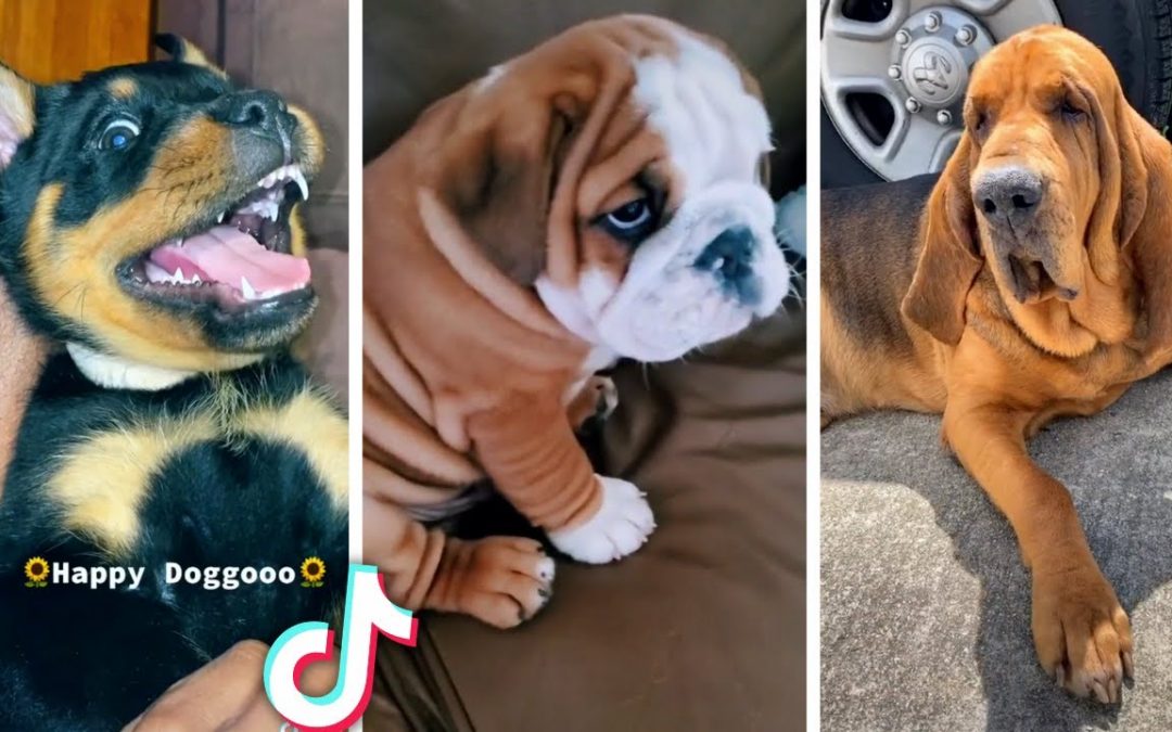 Best Compilation of Funny DOG Videos 🐕🐕
