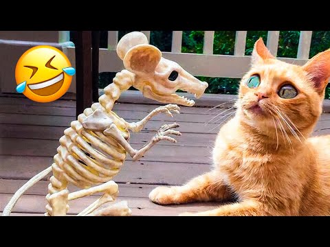 Funniest Animal Videos 2022 😁 – Best Funny Dogs And Cats Videos 🥰#7