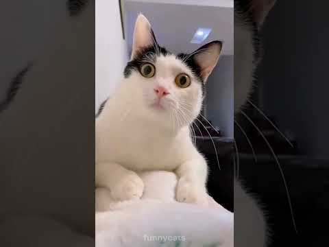 Funny Animal Videos 2022 😂 – Funniest Cats And Dogs Video 2021 Try Not To Laugh 😺😍