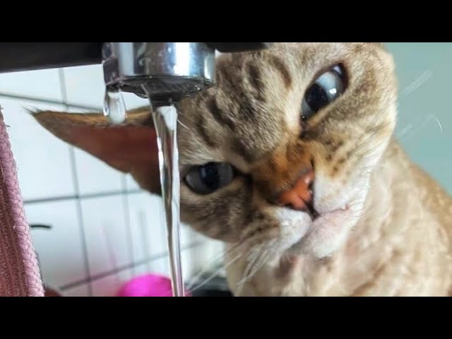 Funny animals – Funny cats / dogs – Funny animal videos 229