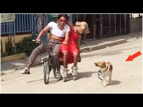 Rebellious Animals 😬😬 || Funny Dog and Cat Reaction Video #68