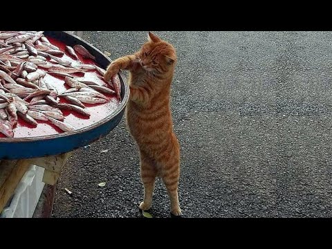 Funny Animal Videos 2022 😂 – Funniest Cats And Dogs Video 😺😍