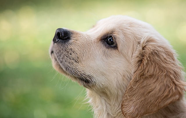 A Well-Trained Dog Is A Happy, Safe And Healthy Dog!