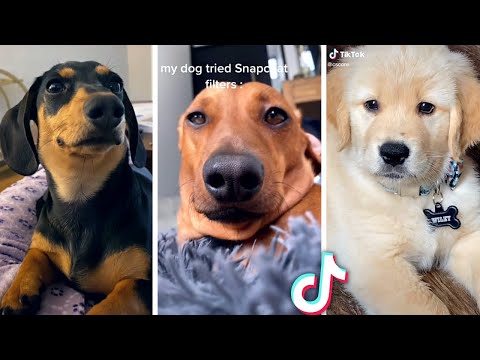 Funniest DOG Videos Ever!! 🐶 (Compilation of Cute PUPPIES) 🐶