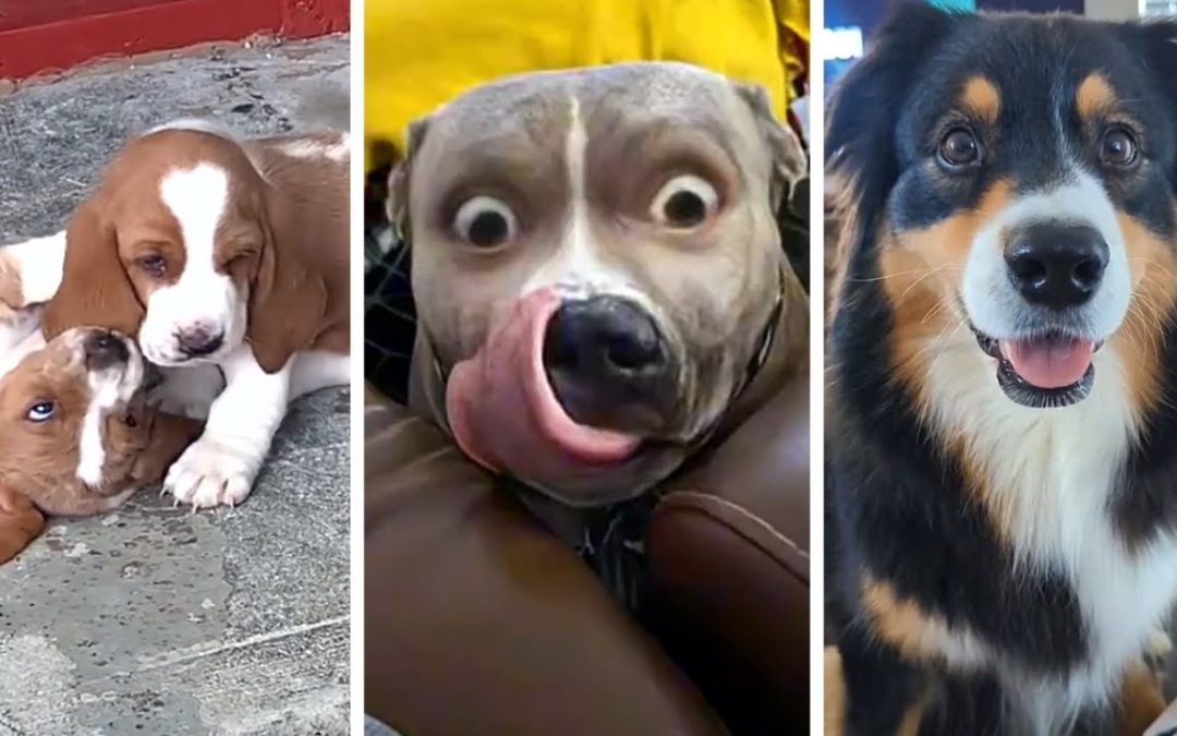 Best PUPPY Videos Ever!! 🐶 (Compilation of Funny DOGS) 🐶