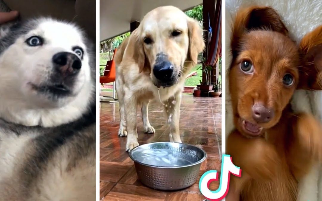 Funniest PUPPY Videos Ever!! 🐶 (Compilation of Cute DOGS) 🐶