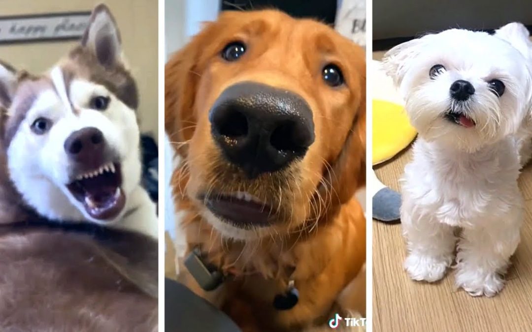 Funniest DOGS & Cutest PUPPIES! 🐶 (Ultimate Compilation) 🐶