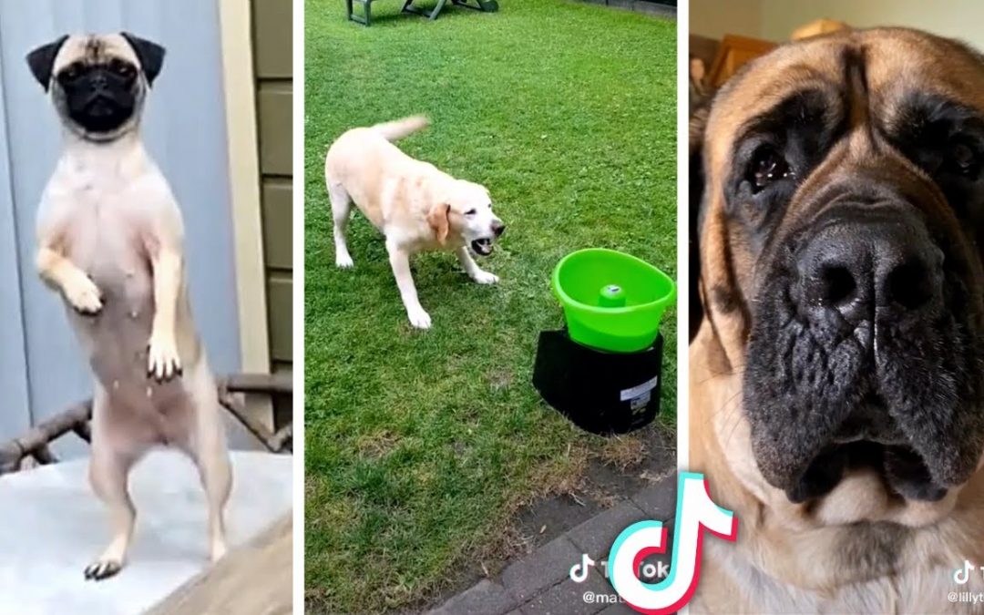 Best DOG Videos on the Internet!! 🐶 (Compilation of the funniest PUPPIES) 🐶