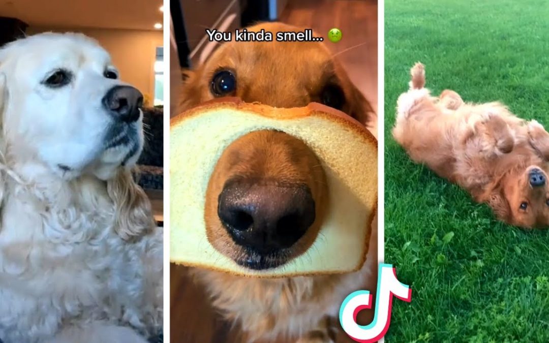 THE BEST CUTE AND FUNNY DOG VIDEOS OF 2022! 🐶