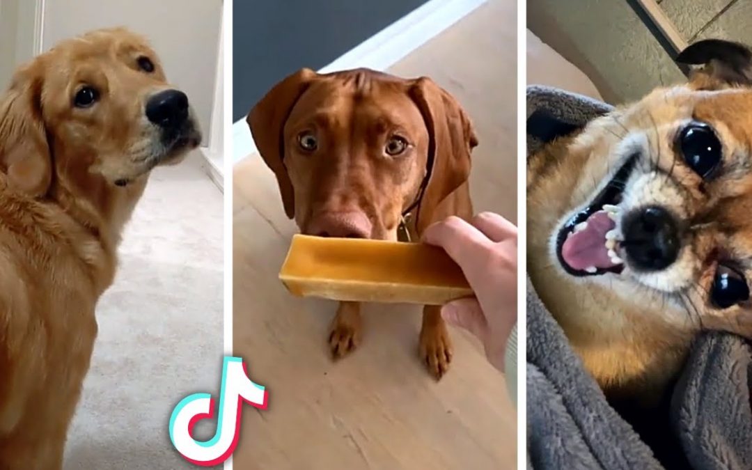 Best DOG Videos Ever!! 😻 (Funny PUPPIES Compilation) 😹