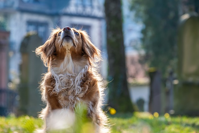 Puppy Training Do’s And Don’ts Of Getting The Most Out Of Your Training Time